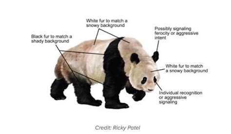 Why Are Pandas Black And White Live Science