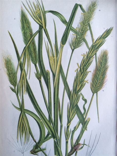 1858 Grass Original Antique Lithograph Grasses And Sedges Botanical