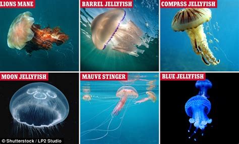 Which Species Of Jellyfish Are The Most Dangerous For Swimmers