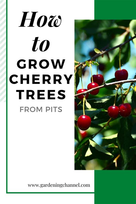 Follow These Gardening Tips On How To Grow Cherry Trees From Pits