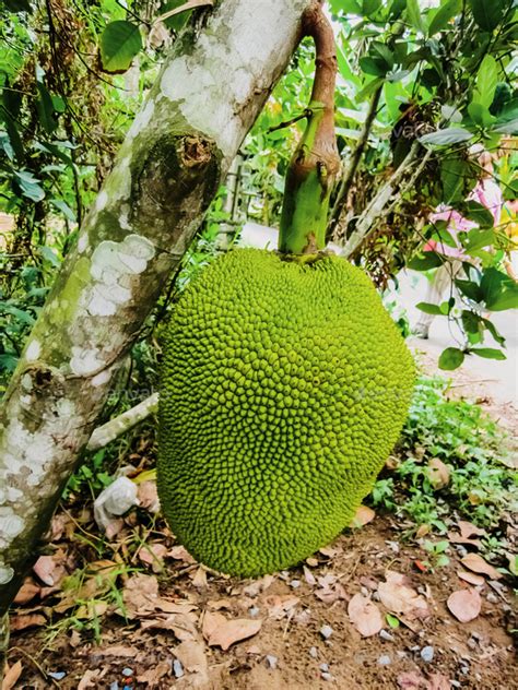 Jackfruit National Fruit Of Bangladesh Artocarpus Heterophyllus Or