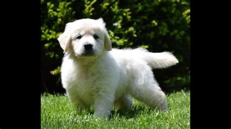 A male golden retriever will mature into a large dog, reaching as much as 24″ at the shoulder and can weigh anything up to. English Cream Golden Retriever Puppies - YouTube