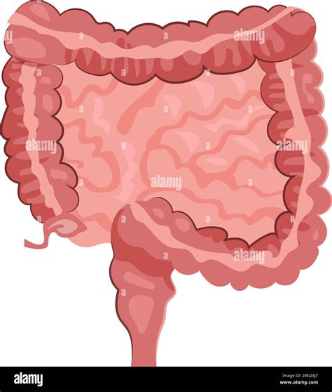 Human Intestinal Illustration Stock Vector Image And Art Alamy