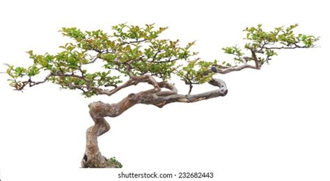 Bonsai Pine Tree Against White Wall Stock Photo Shutterstock