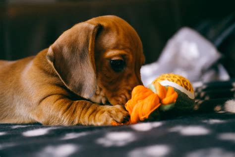 Dachshund Puppy Playing With A Toy Saar Magazine