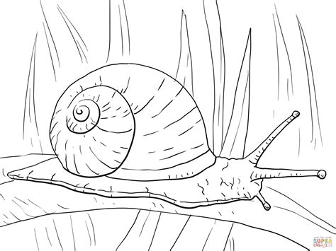 Garden Snail Coloring Page Free Printable Coloring Pages