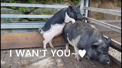 Pig Sex Pig Maiting Pig Meeting Pig Mounting 돼지발정 Youtube