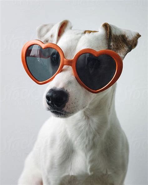 Dog Wearing Sunglasses Portrait Dog Photoshoot Cute Dog Photos Dog