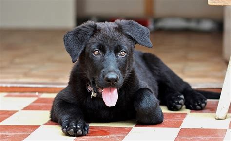 Mostly Black German Shepherd Puppy