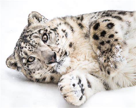 Playful Snow Leopard Iii By Abeselom Zerit Photo 100928085 500px