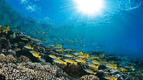 More Marine Heat Waves Threaten Fish And Corals — Study