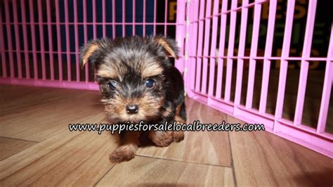 Puppies For Sale Local Breeders Cute Yorkie Puppies For Sale Atlanta