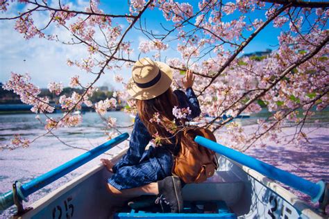 2020 Cherry Blossom Forecast When And Where To See Budgetair Australia