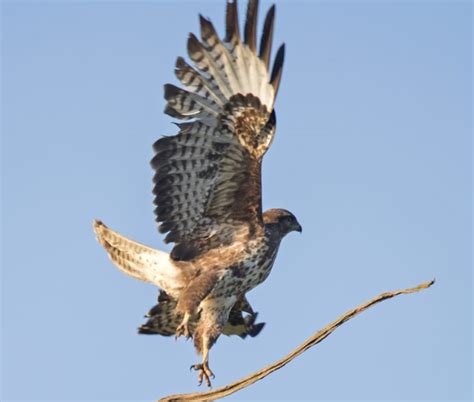 East Dereham Birdwatching Site Birdguides