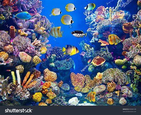 Colorful Aquarium Showing Different Fishes Swimming Stock Photo