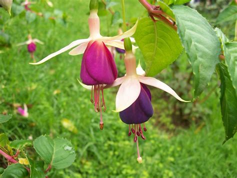 'personality is to a man what perfume is to a flower' and other great sayings. types of flowers with flower in the name - Typesofflower ...