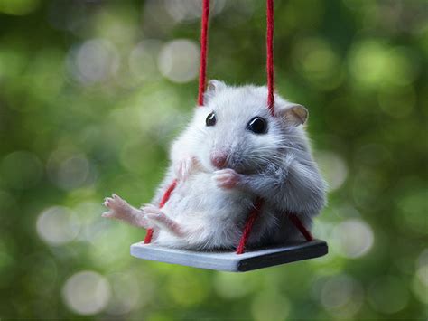 15 Adorable Hamsters That Will Cause A Cuteness Overload Bored Panda