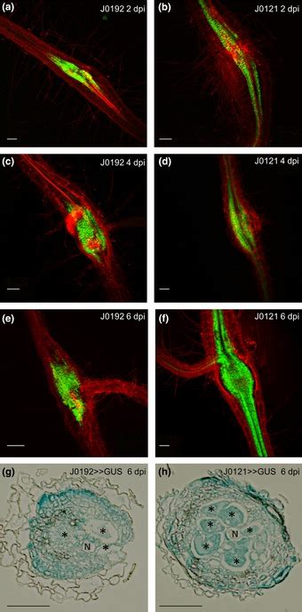 Two Independent Pericycle Markers Are Active In Arabidopsis Galls And