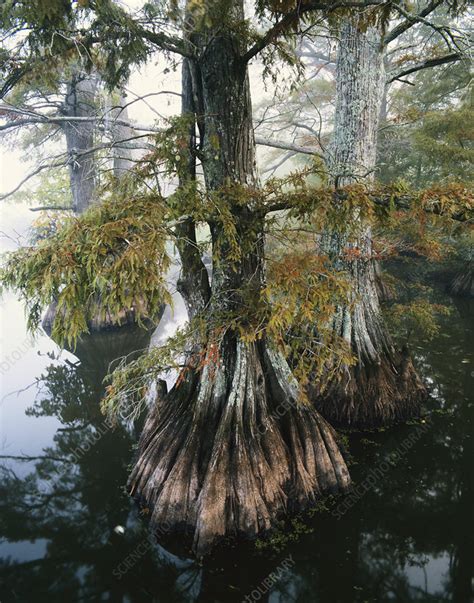 Bald Cypress Trees Stock Image C0120437 Science Photo Library