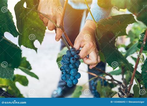 Female Viticulturist Harvesting Grapes In Grape Yard Stock Photo