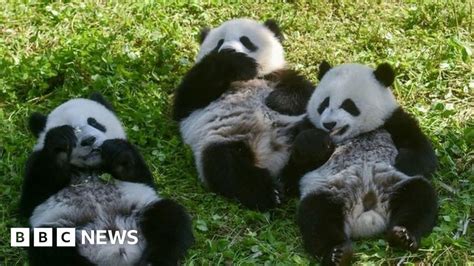 Giant Pandas No Longer Endangered But Still Vulnerable Says China
