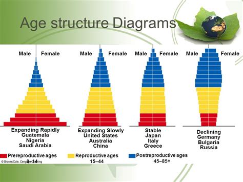 Types Of Age Structure Diagrams Wiring Work