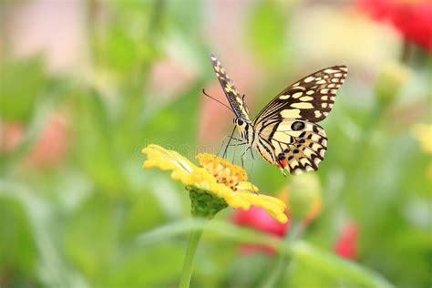Beautiful Butterflies And Flowers Stock Photo Image Of Abstract