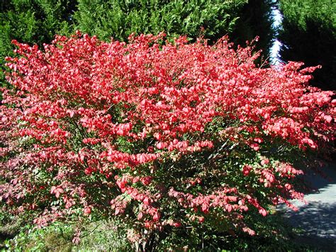 Burning bushes are usually grown for their autumn foliage, so you don't need to worry. File:Burning Bush in Autumn foliage.JPG - Wikimedia Commons