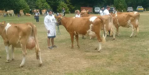 Gallery English Guernsey Cattle Society