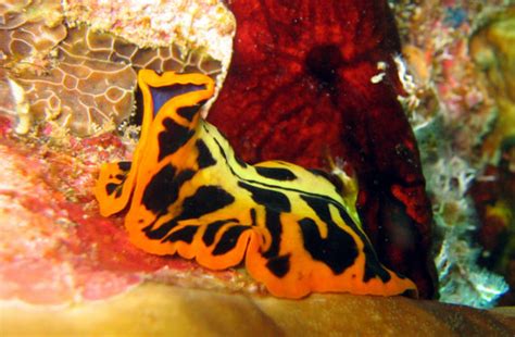 Marine Flatworms The Butterflies Of The Sea Africa Geographic