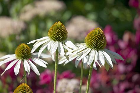 35 Stunning Types Of Coneflowers For Your Garden 2022