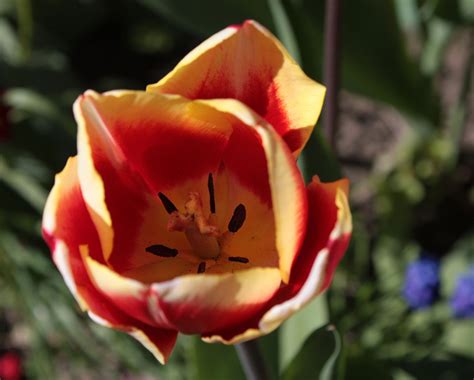 Zweifarbige Tulpe Foto And Bild Makro Tulpen Frühling Bilder Auf