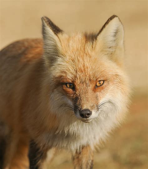 Renard Roux Red Fox Marie Roy Flickr