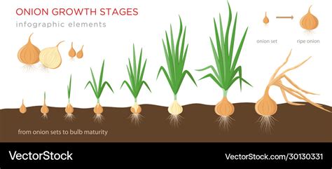Onion Growth Stages Stock Illustrations Onion Growth Stages Stock My