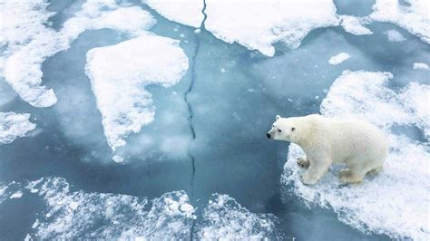 7 Best Places To See Polar Bears In The Wild