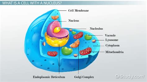 Cells With A Nucleus And Membrane Bound Organelles Video And Lesson