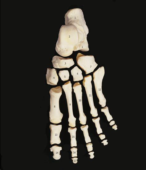 Foot Bones Diagram Quizlet