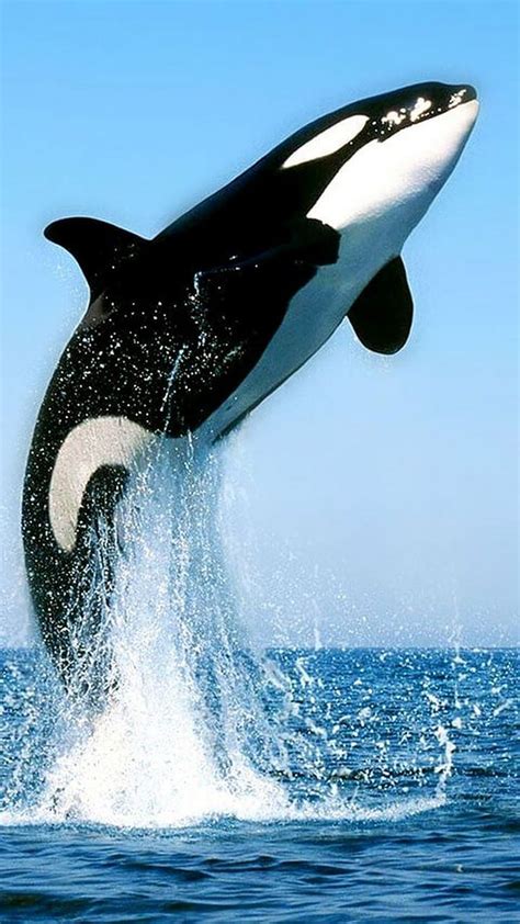 720p Descarga Gratis Orca Negro Mar Ballenas Blanco Fondo De