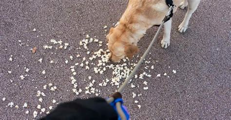 Can Dogs Eat Caramel Popcorn A Detailed Guide On Your Dogs Diet