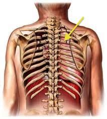 Common causes of sharp pain under your right rib or an aching rib cage, and when to seek medical treatment. layers of muscles in the upper back | note position of ...