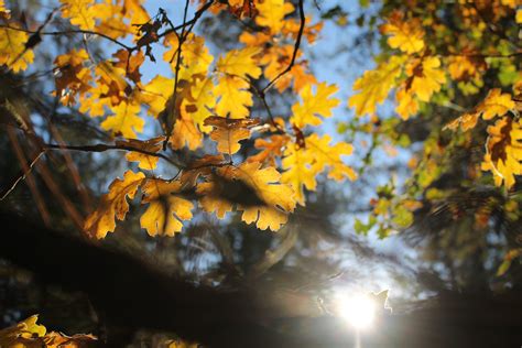 Free Images Nature Branch Sunlight Leaf Fall Flower Foliage