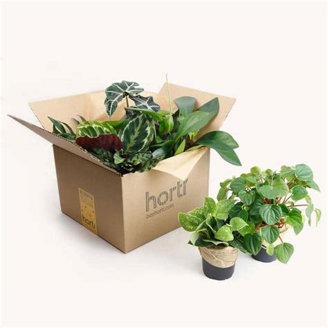 10 Must Have Plant Subscription Boxes • The Garden Glove