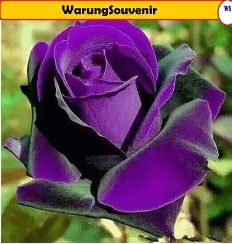 Rare Purple Dark Rose Seeds 10 Pcs Flowering Plants 1000 Rose