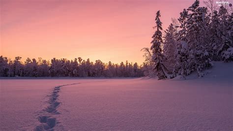 Trees Snow Great Sunsets Forest Winter Viewes Traces Beautiful