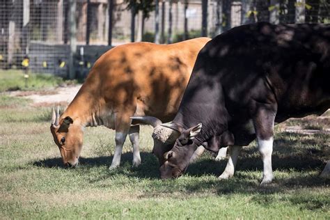 Ilmu Untuk Ternakan Ruminan Lembu Bali