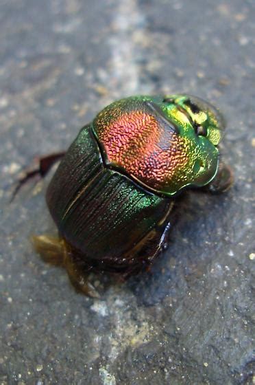 Iridescent Beetle Phanaeus Sp Phanaeus Vindex Bugguidenet