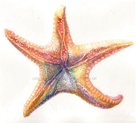 Pin By Janice Buol On Beach Watercolor Starfish Art Starfish Drawing