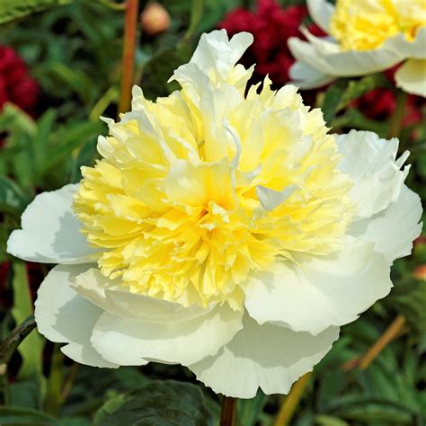 White And Yellow Peony Bulbs For Sale Honey Gold Fragrant Easy To