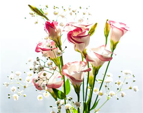 Bouquet Of Tender Eustoma Russellianum Flowering Plant · Free Stock Photo