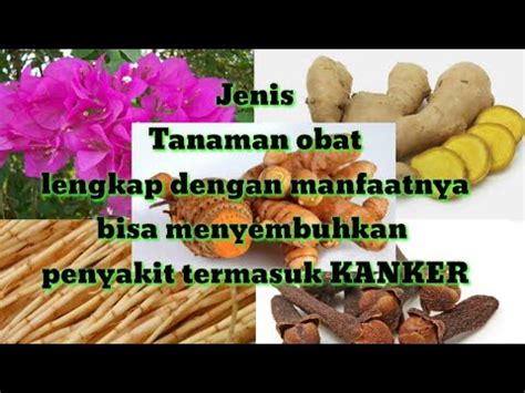 Jenis Tanaman Obat Dan Manfaatnya Youtube My XXX Hot Girl